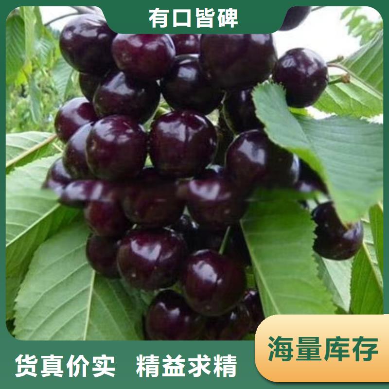 樱桃_葡萄苗源头厂家经验丰富