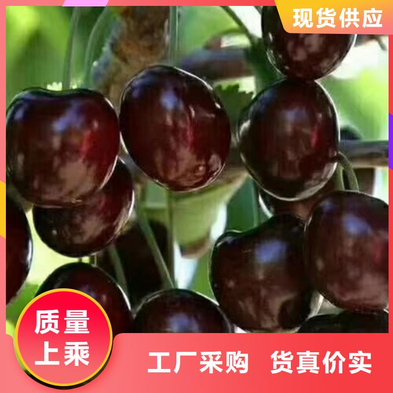 【樱桃桃树苗现货快速采购】
