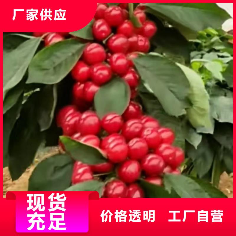 樱桃樱桃苗应用范围广泛