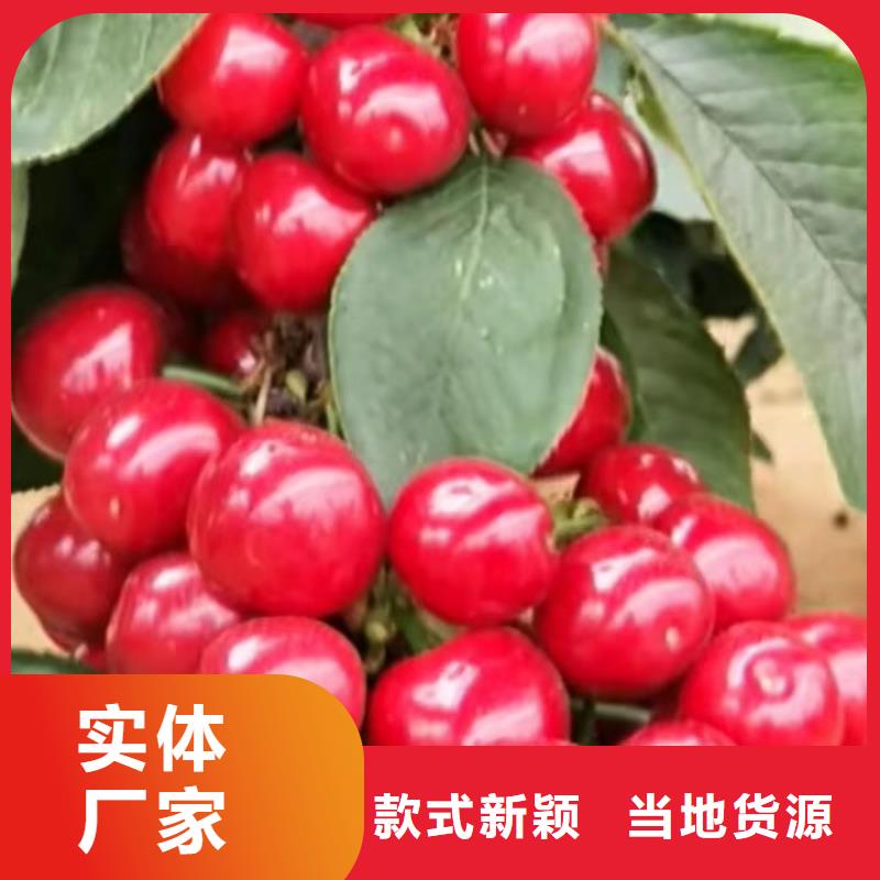 樱桃樱桃苗品牌大厂家