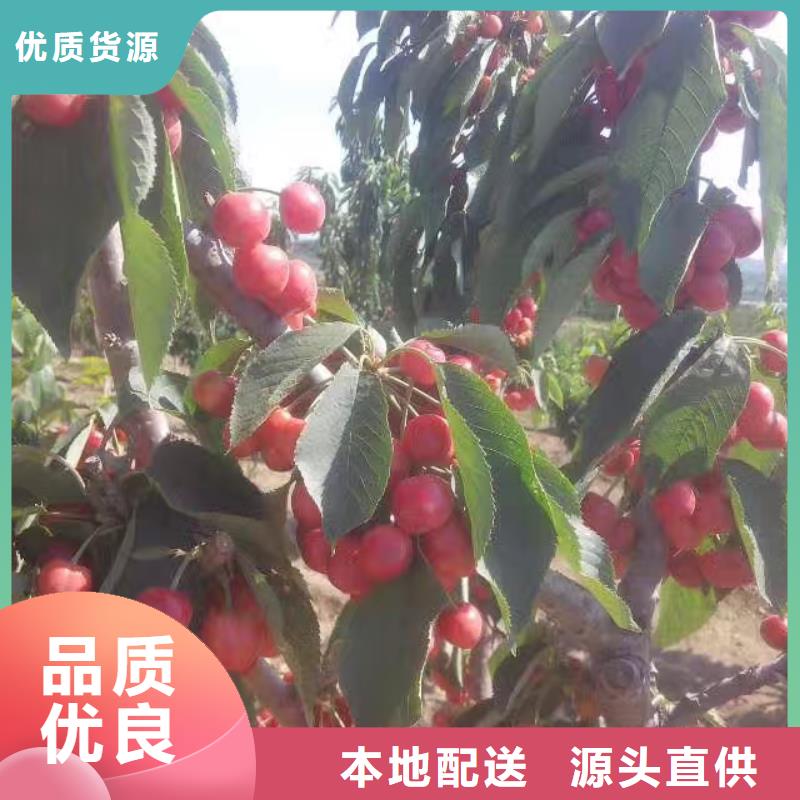 樱桃蓝莓苗源头把关放心选购