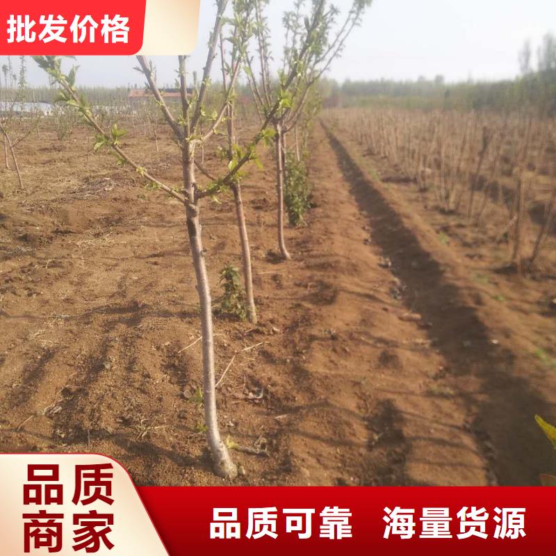樱桃西瓜苗专注细节更放心