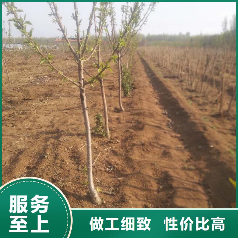 【樱桃西瓜番石榴苗厂家采购】