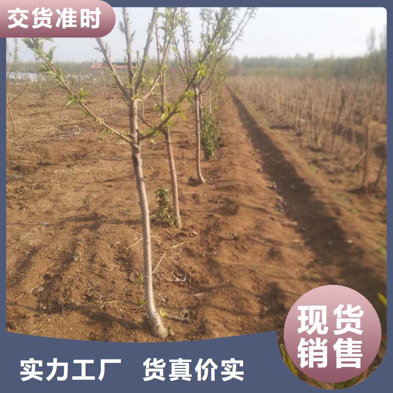 樱桃【苹果苗】现货充足
