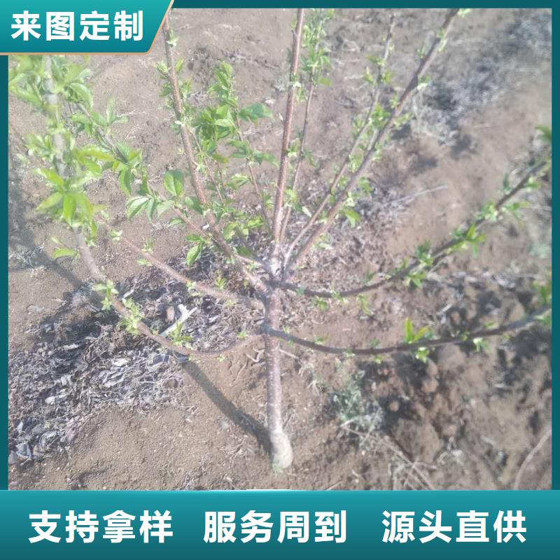 樱桃-苹果苗定制批发