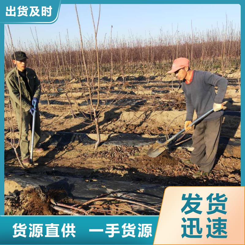 樱桃红石榴苗基地专心专注专业