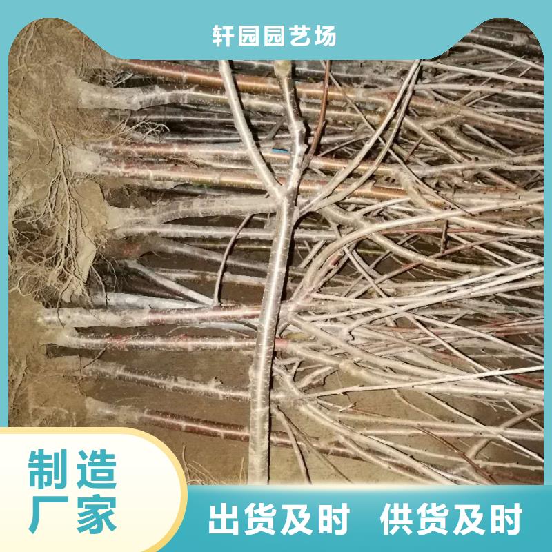 樱桃奶油草莓工艺成熟