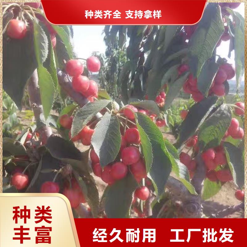 樱桃蓝莓苗质检合格发货