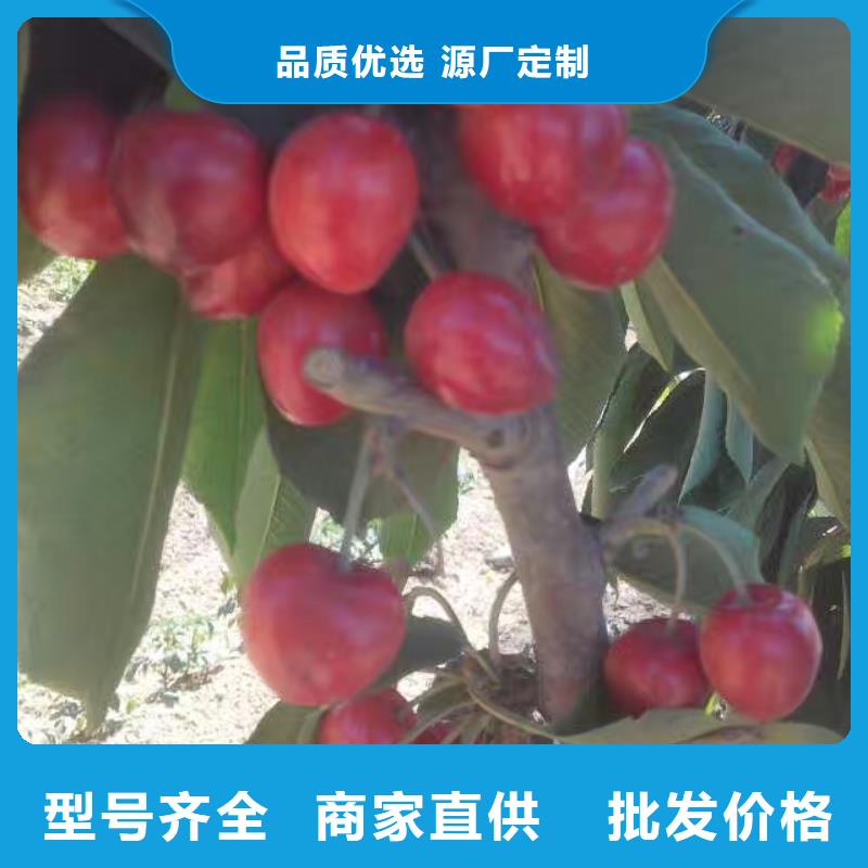 樱桃蓝莓苗质检合格发货