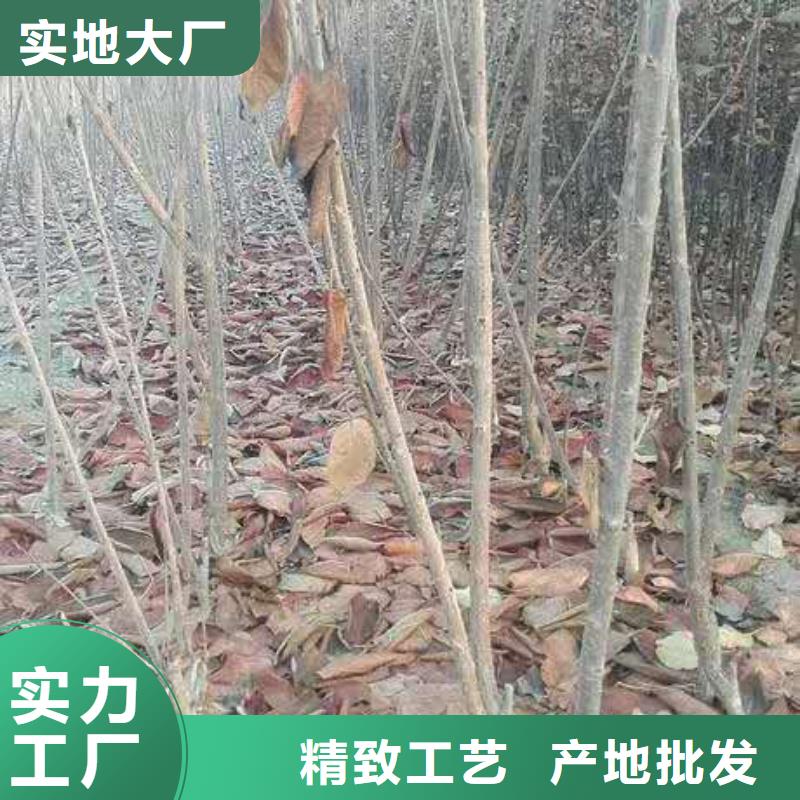 樱桃红石榴苗基地大库存无缺货危机