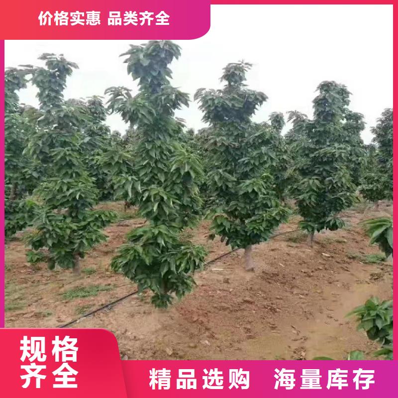 樱桃【苹果苗】现货充足