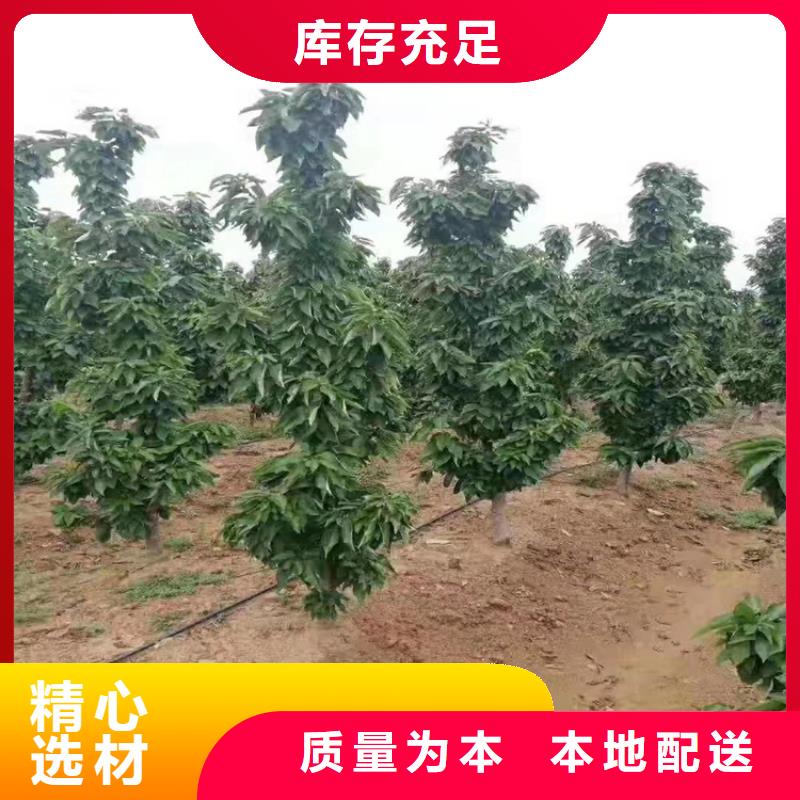 樱桃桃树苗产地厂家直销