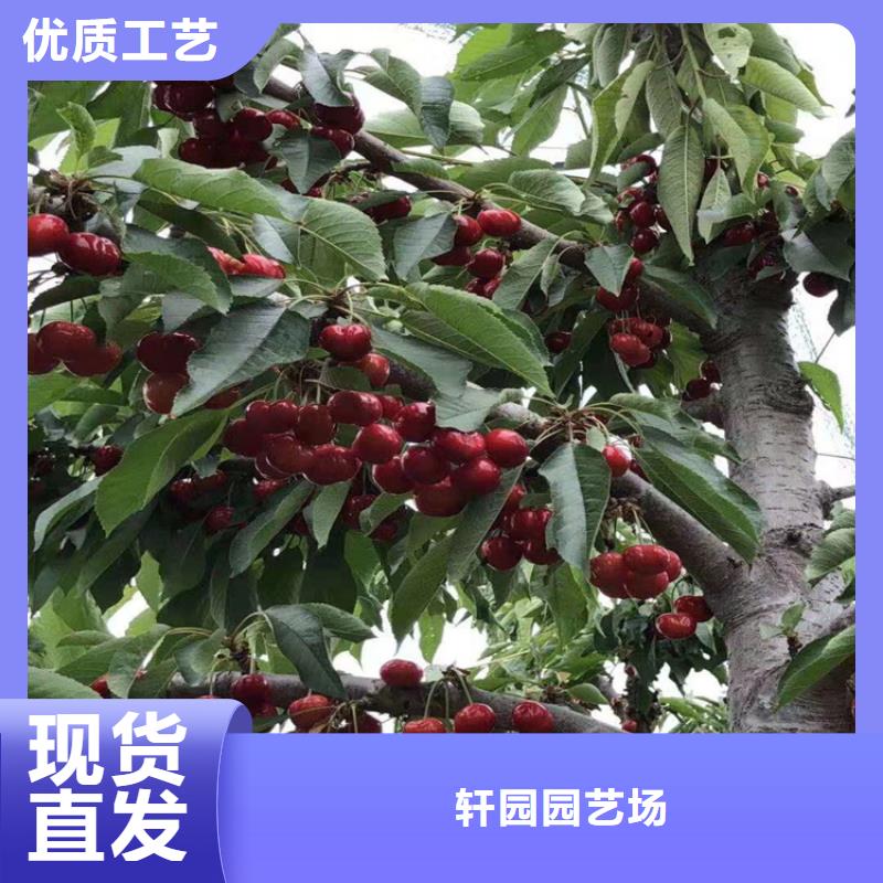 樱桃_葡萄苗源头厂家经验丰富