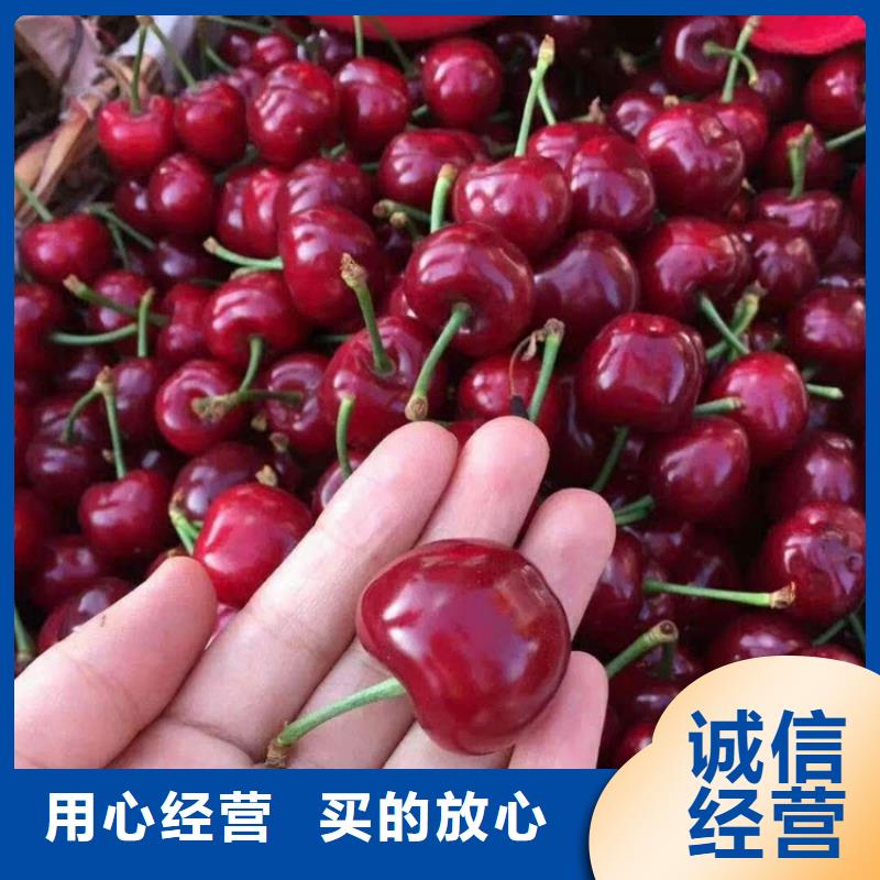 樱桃_樱桃苗工艺层层把关