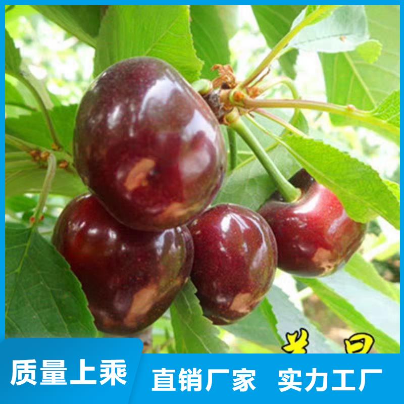 樱桃_葡萄苗源头厂家经验丰富