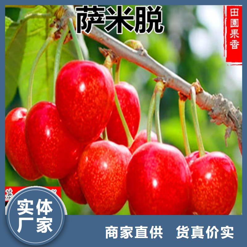 樱桃-蓝莓苗产地采购