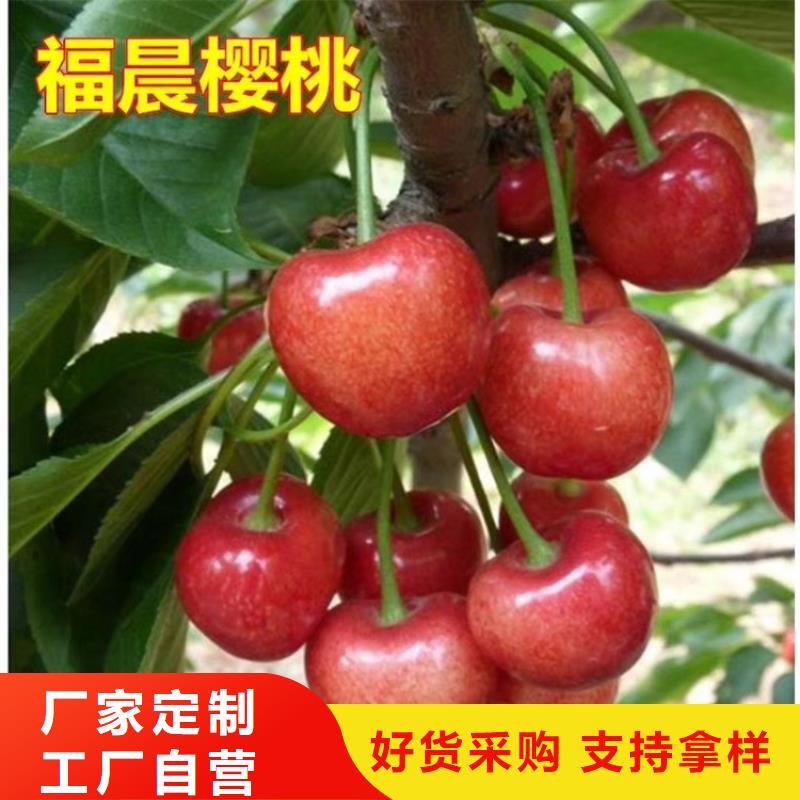 樱桃,【樱桃苗】产品性能