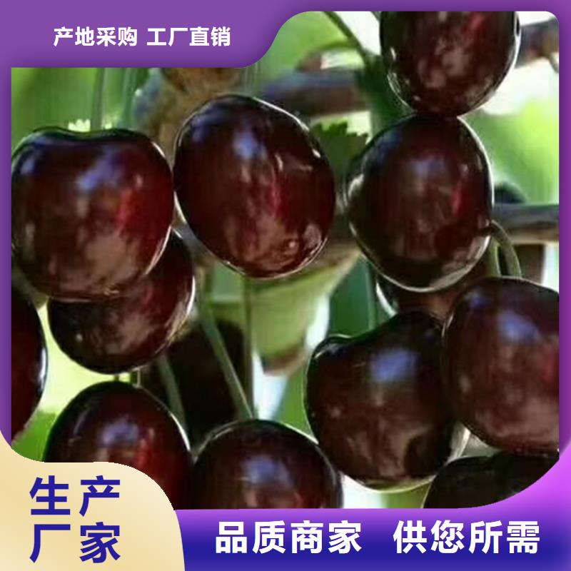 樱桃_樱桃苗工艺层层把关