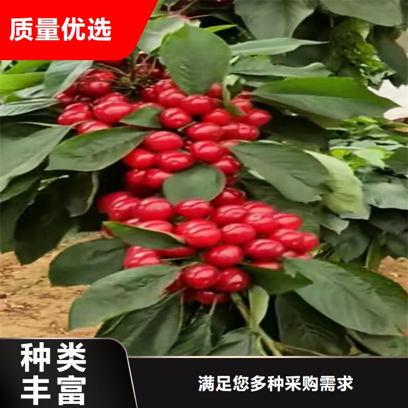 樱桃-樱桃苗厂家经验丰富
