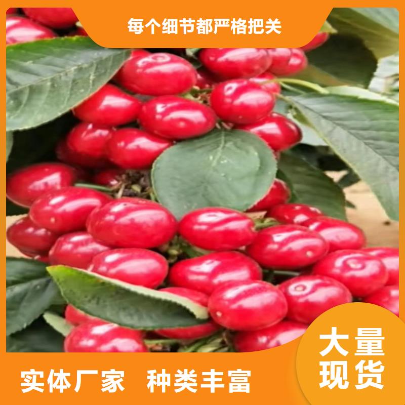 【樱桃桃树苗源头厂商】