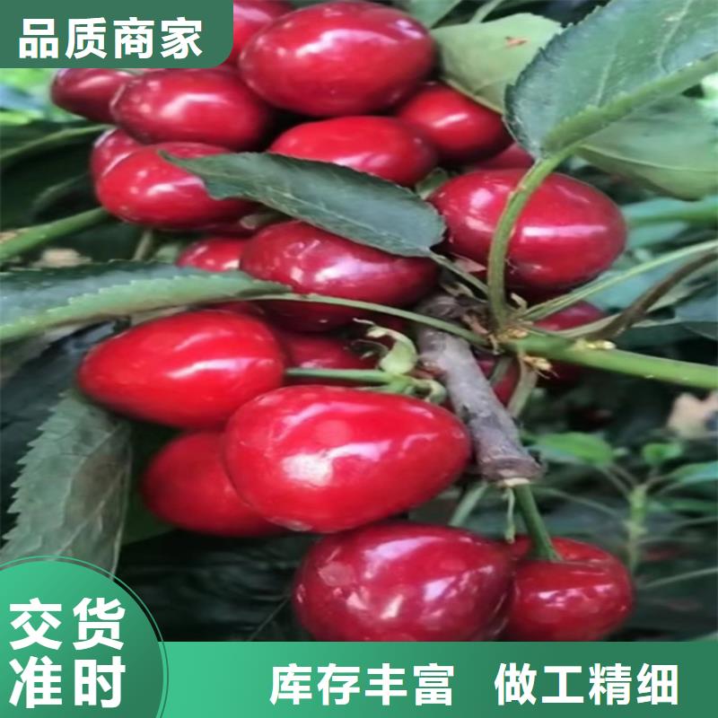 樱桃西瓜苗专注细节更放心