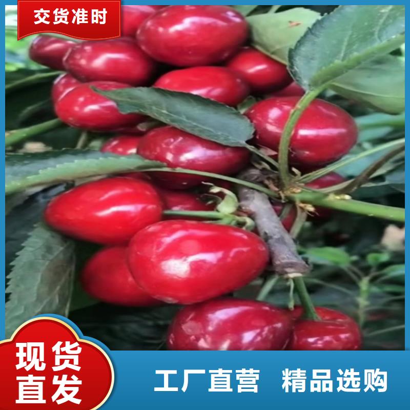 樱桃桃树苗批发商