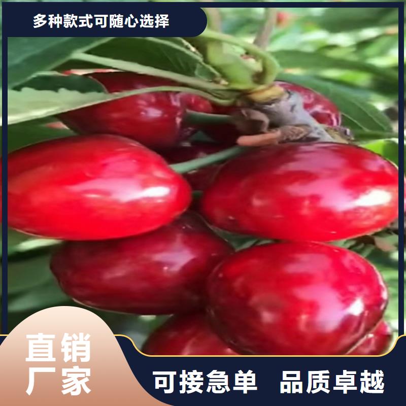 樱桃_板栗苗真正的源头厂家