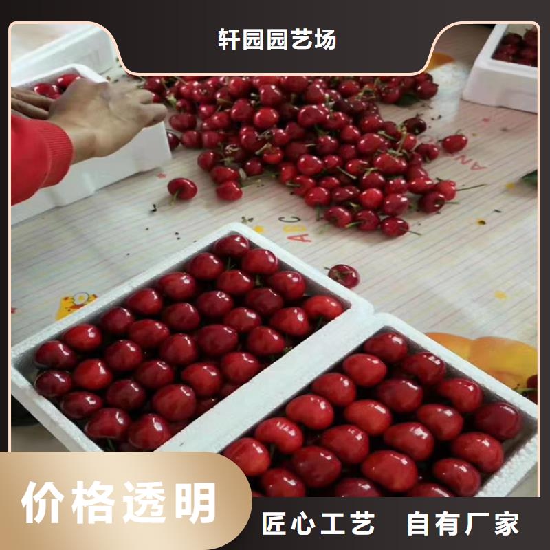 樱桃西瓜苗专注细节更放心