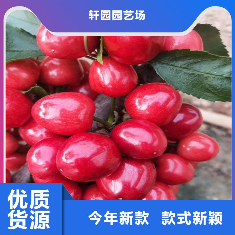 樱桃板栗苗安装简单