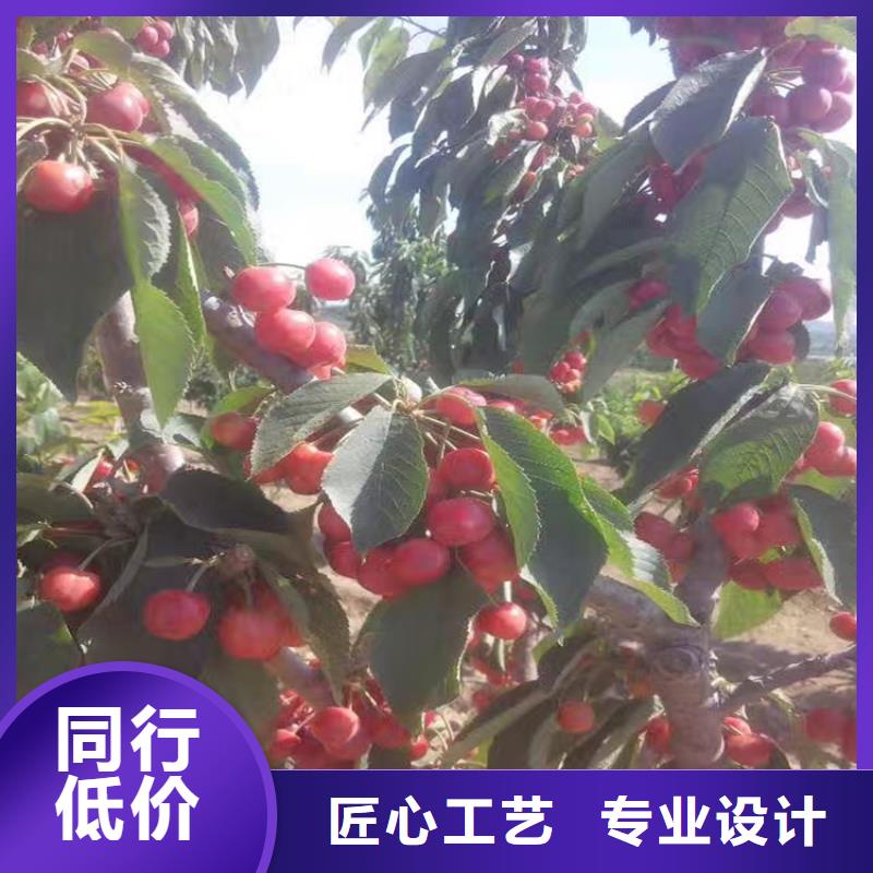 樱桃-樱桃苗厂家经验丰富