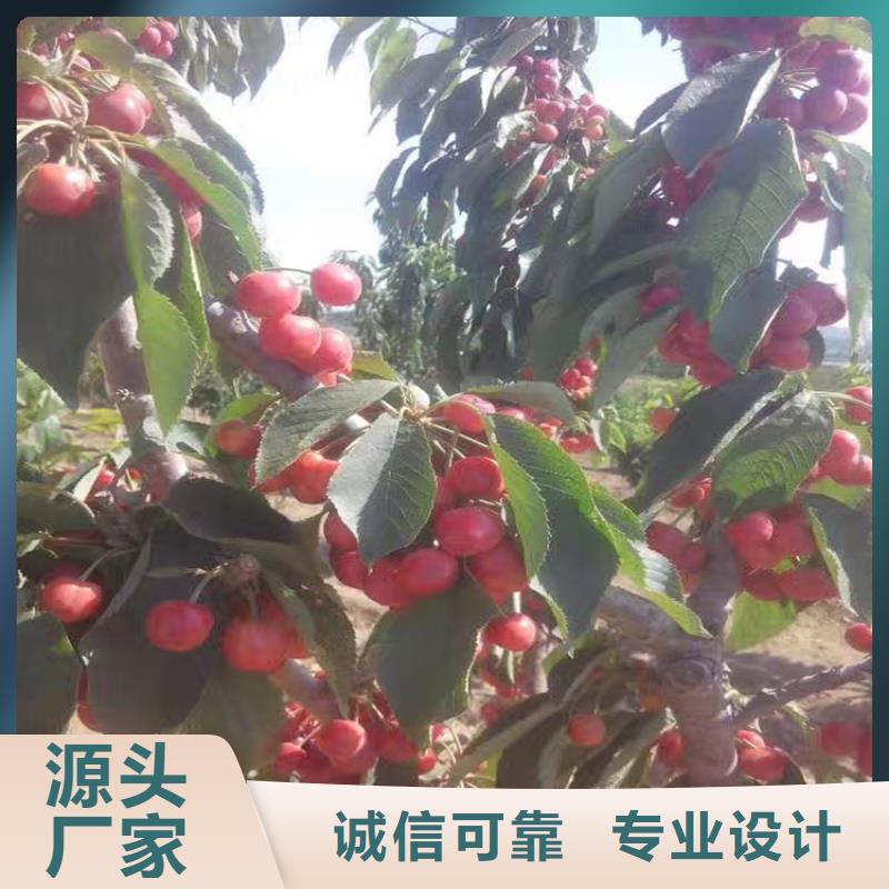 樱桃_【北美冬青】源头厂家来图定制