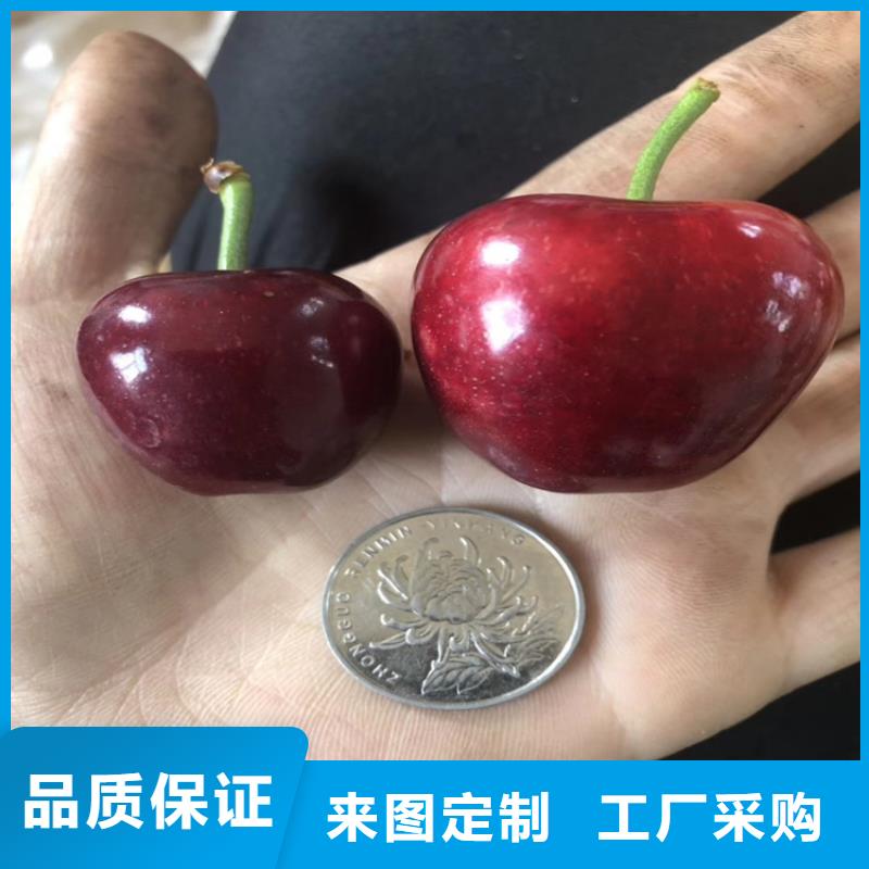 樱桃红石榴苗基地专心专注专业