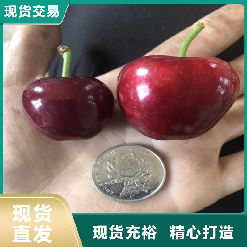 樱桃-【石榴树苗】好品质选我们