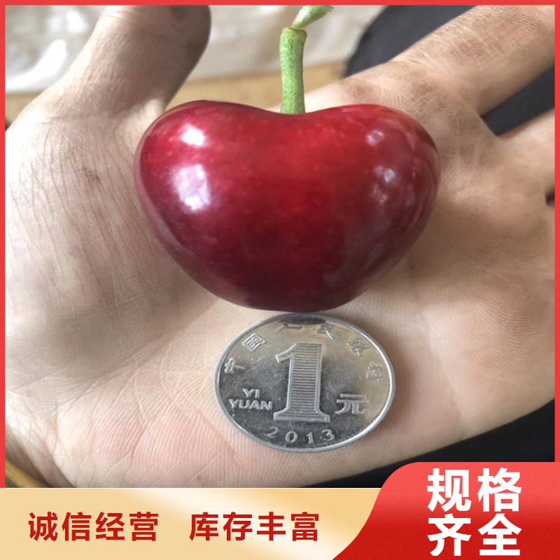 樱桃_葡萄苗品种全