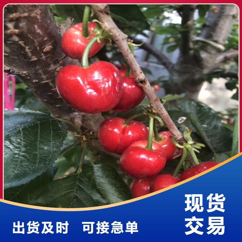 樱桃蓝莓苗质检合格发货