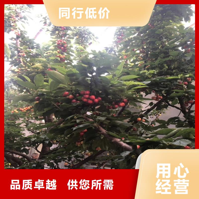 樱桃红石榴苗基地专心专注专业