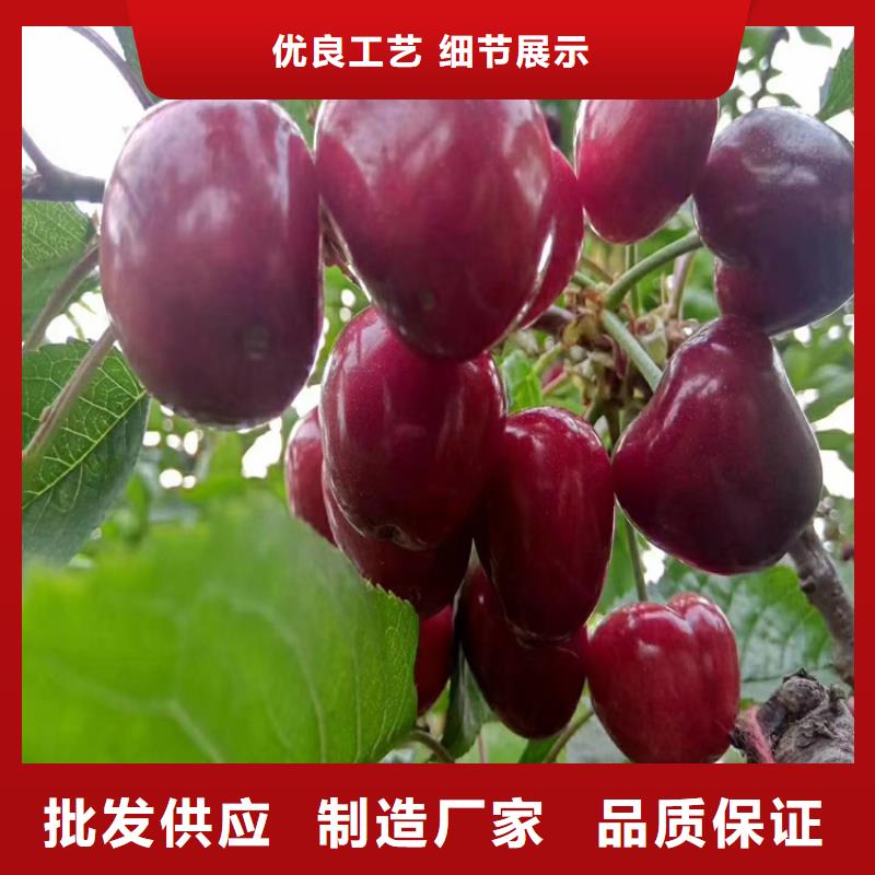 樱桃红石榴苗基地专心专注专业
