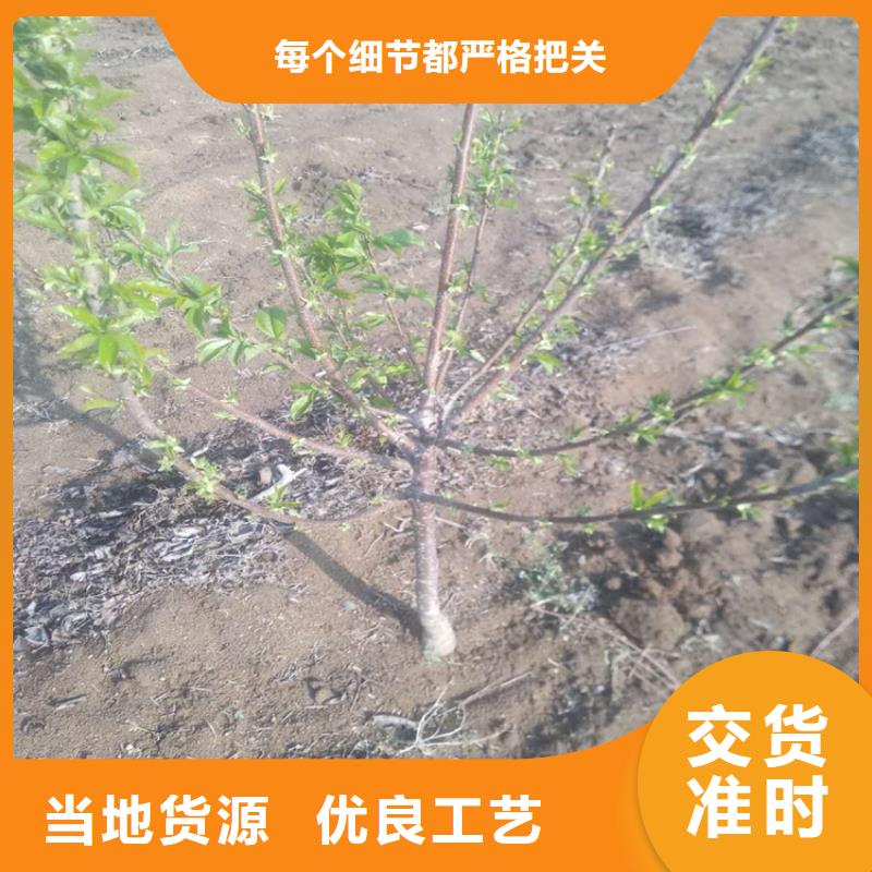 樱桃_樱桃苗价格合理