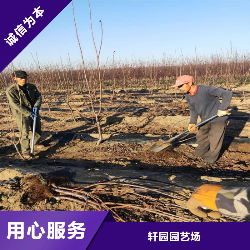 樱桃_樱桃苗工艺层层把关