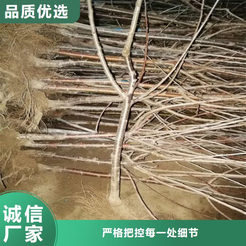 樱桃桃树苗有口皆碑