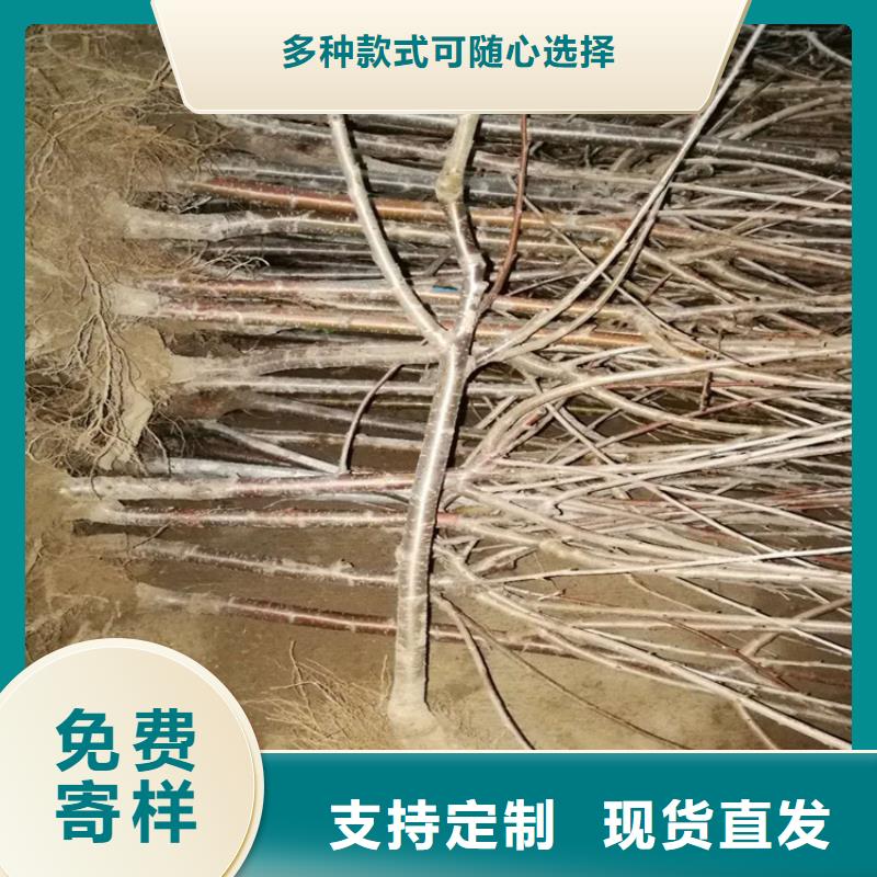 樱桃【无花果苗】价格有优势