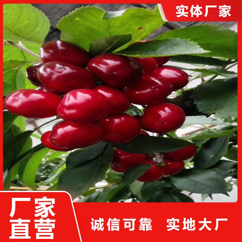 樱桃-苹果苗定制批发