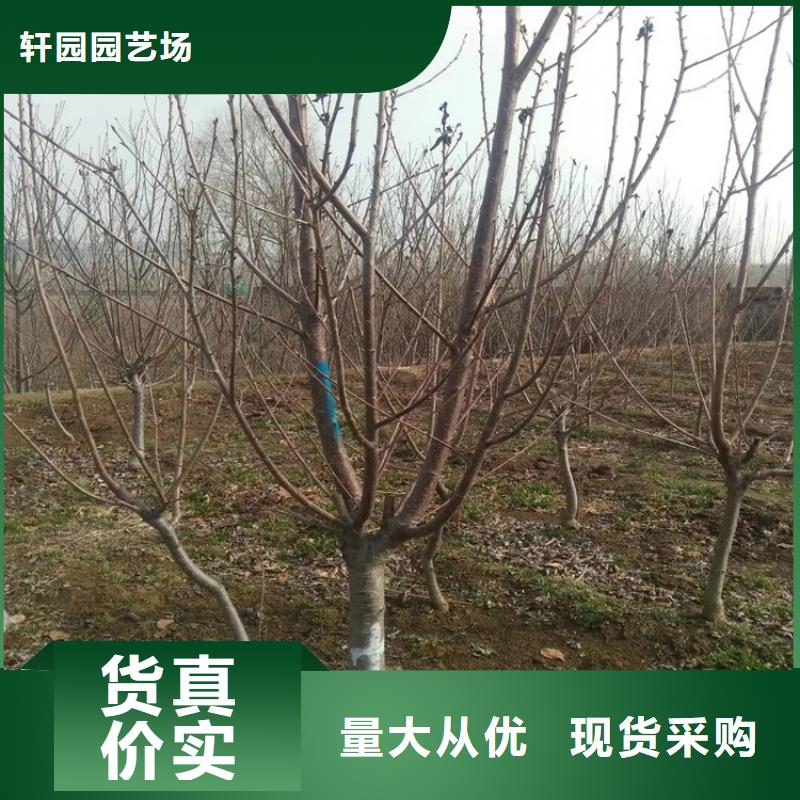 樱桃-蓝莓苗产地采购