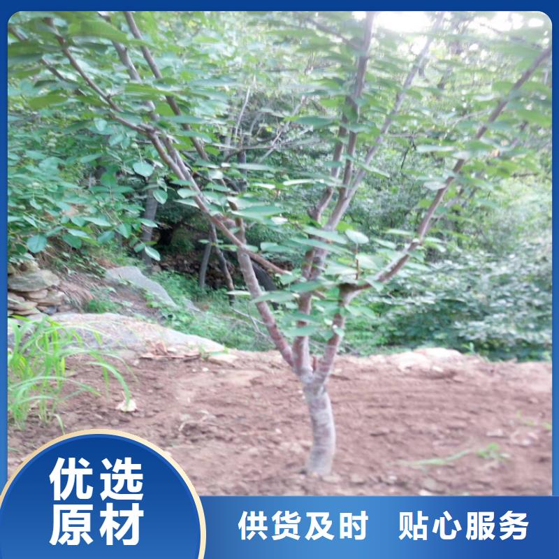 樱桃_【北美冬青】源头厂家来图定制