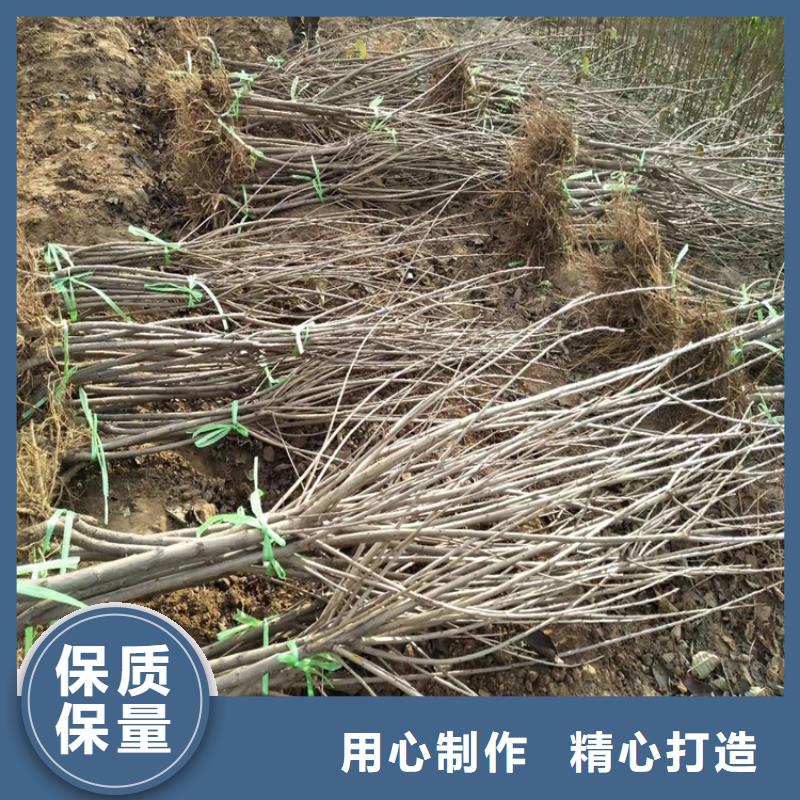 【樱桃-苹果苗甄选好物】