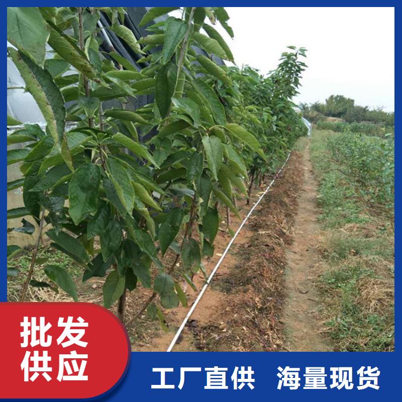 樱桃桃树苗质优价保