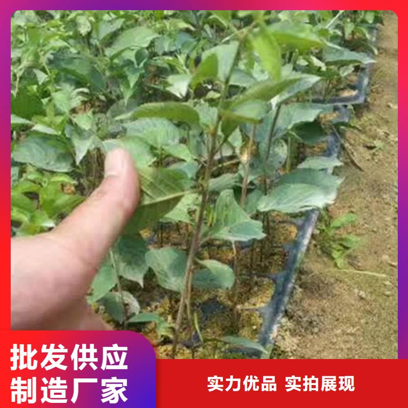 樱桃石榴苗质量无忧