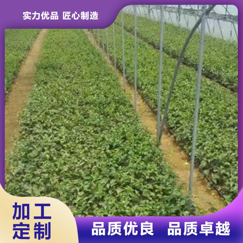 樱桃_樱桃苗工艺层层把关