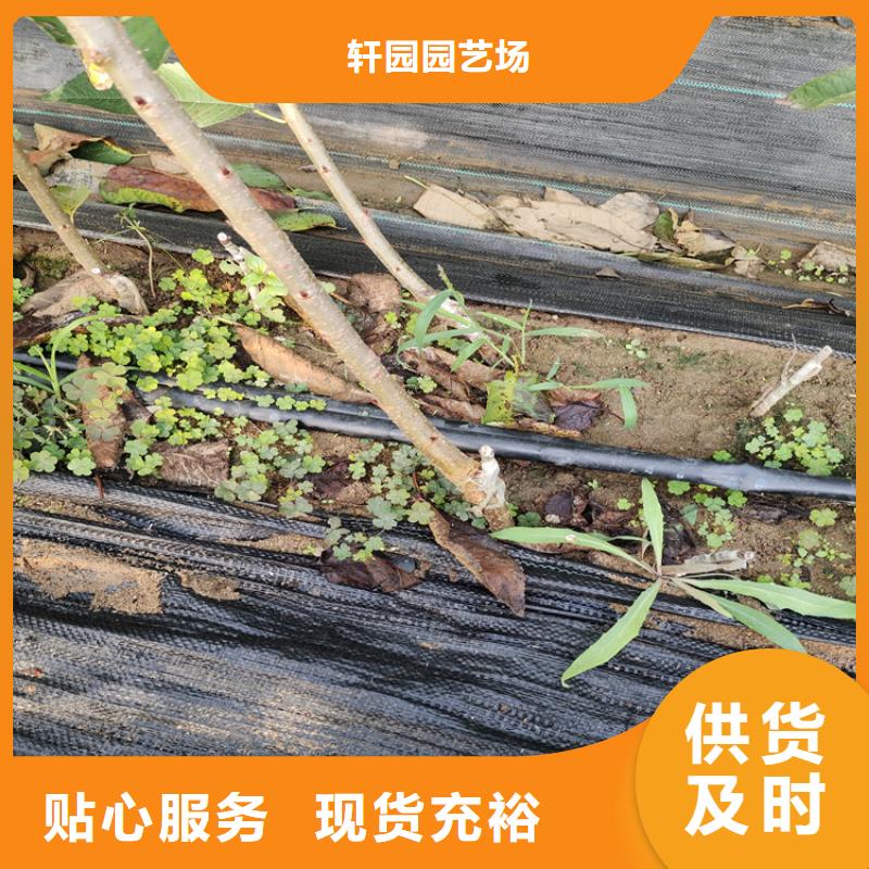 樱桃-【石榴树苗】好品质选我们