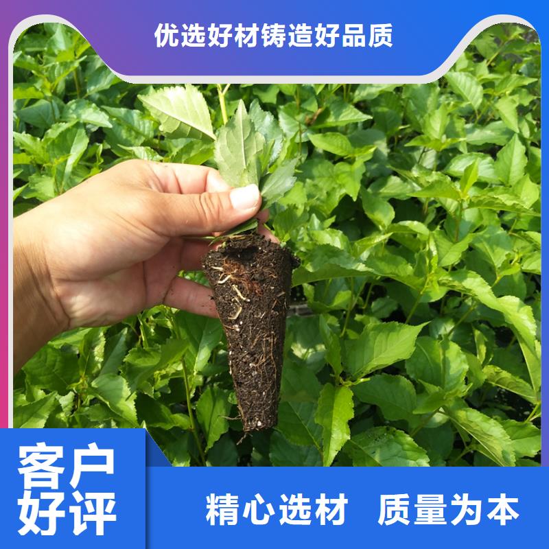 樱桃-桃树苗快速生产